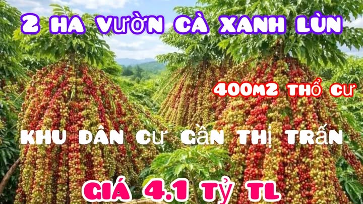 Đất nông nghiệp 20,000m² tại Xã Sơn Xuân, Huyện Sơn Hòa giá 4.1 tỷ - Gần trung tâm!