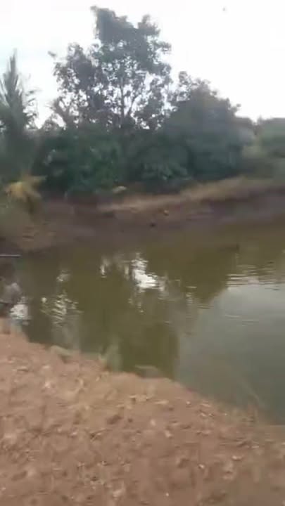 Farm Củ Chi 3.06ha giá 2.5 tỷ - Đường bê tông, đầu tư sinh lời!