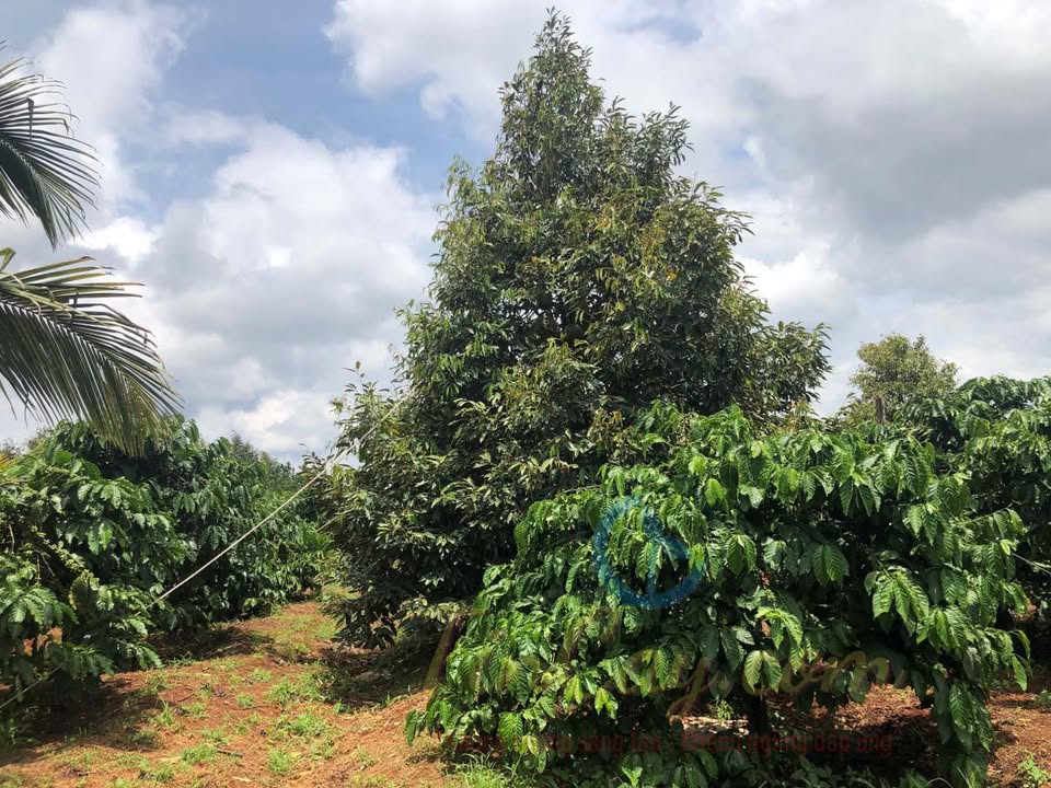 Đất Farm Đắk Sin 1,1ha cà phê xen sầu riêng giá 2,9 tỷ - Cơ hội đầu tư tuyệt vời!