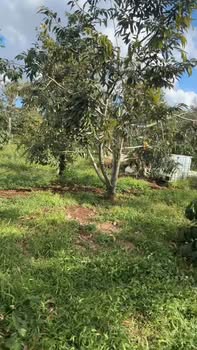 Farm đất sầu riêng 1ha tại Thôn Eđinh, Đắk Lắk - Giá 4.7 tỷ, sẵn 160 cây sầu riêng thu hoạch!