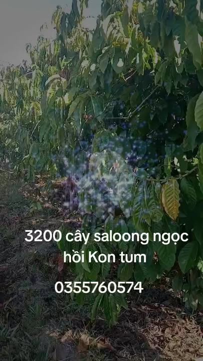 Lô đất cà phê 53,000m² tại Xã Sa Loong, Huyện Ngọc Hồi - Cơ hội đầu tư hấp dẫn!