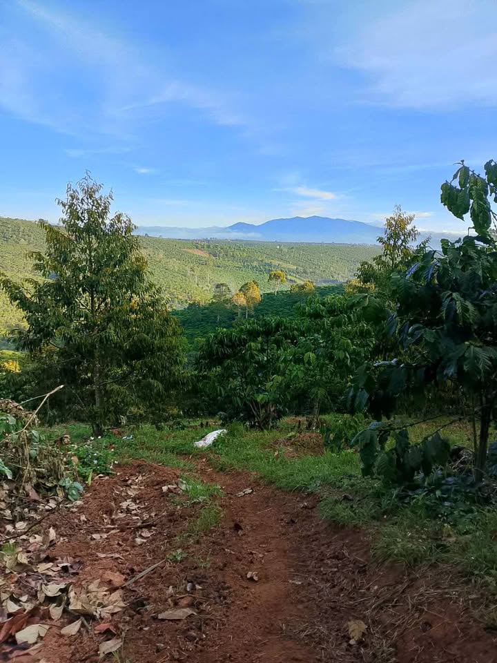 Đất nền Tân Lâm, Di Linh 16m² giá 7.2 tỷ - Đầu tư sinh lời ngay!