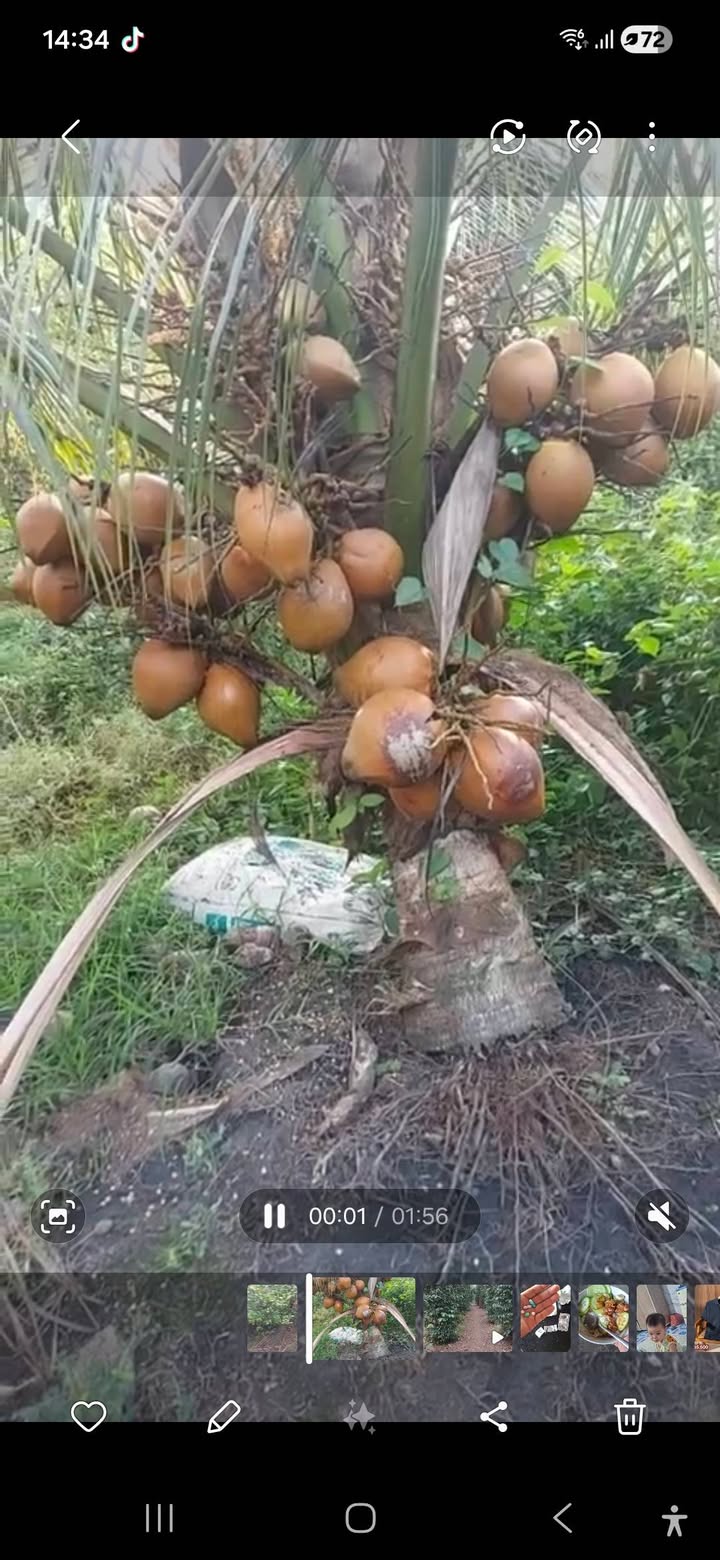 Đất Farm Lộc An, Lộc Ninh 1m² - Chính chủ cần bán gấp!