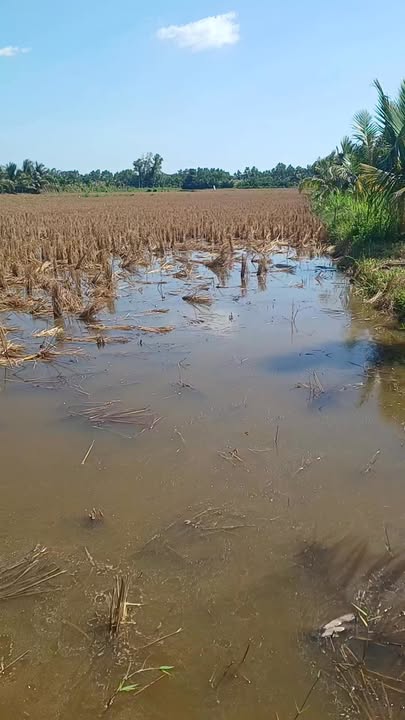 Đất ruộng 3000m² giá 360 triệu tại ấp Kóla - Cơ hội đầu tư hấp dẫn!