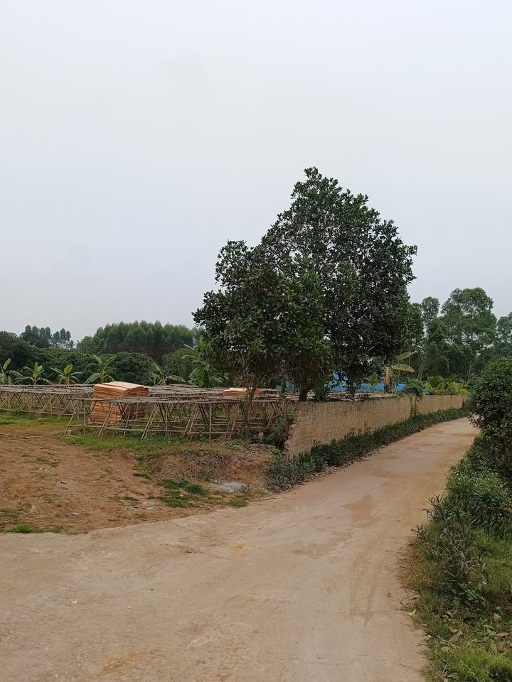 Đất nền mặt đường bê tông Huyện Yên Thế 300m² - Chính chủ cần bán gấp!