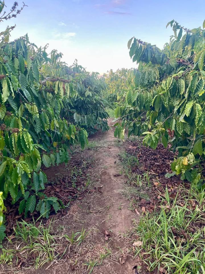 Đất nông nghiệp 1836m² tại Thị trấn Ia Kha - Giá 2 tỷ - Cơ hội đầu tư hấp dẫn!