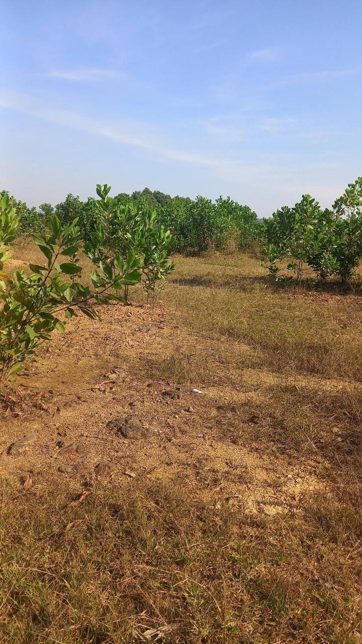 Đất Farm 1,6ha tại Đông Bắc Kim Bôi - Giá thỏa thuận - Cơ hội đầu tư tiềm năng!