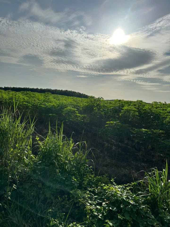 Đất nông nghiệp 56,000m² tại Suối Đá, Tây Ninh - Giá thương lượng hấp dẫn!