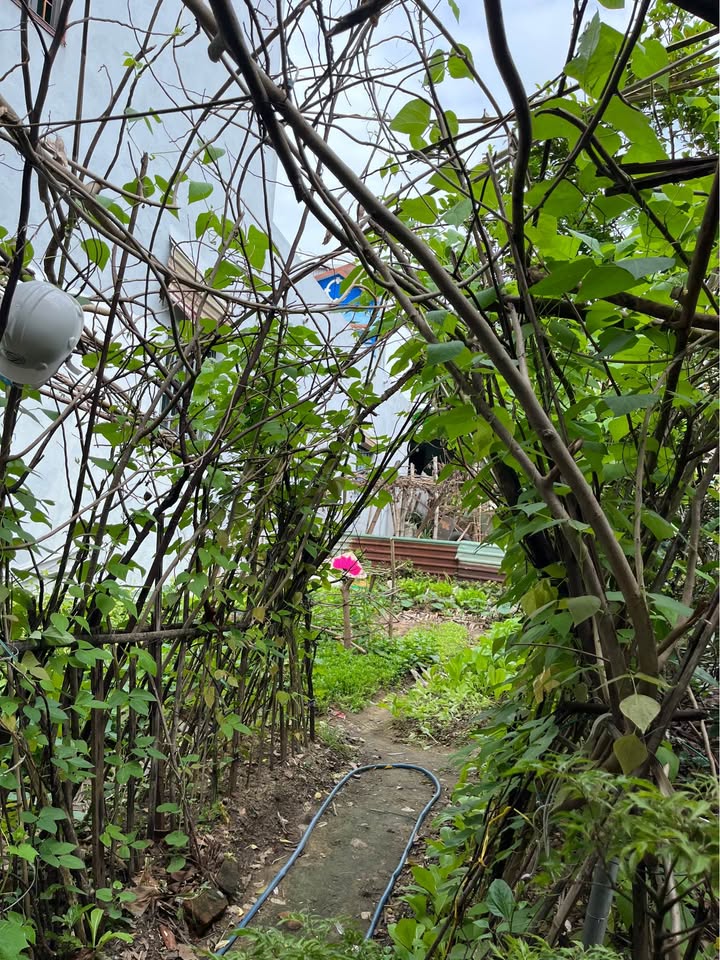 Đất nền Nguyễn Nhàn, Cẩm Lệ 85m² giá 3.75 tỷ - Kiệt ô tô vào tận sân!