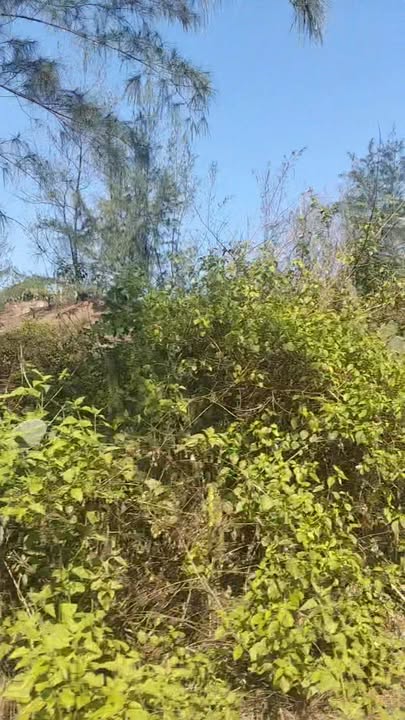 Đất mặt biển Vịnh Giang Đà Nẵng 4000m² giá 7.3 tỷ - Cơ hội đầu tư hấp dẫn!