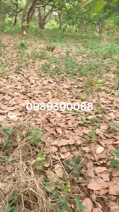 Đất nông nghiệp 2,1 hecta tại xã Bom Bo, huyện Bù Đăng - Giá chỉ 21 tỷ