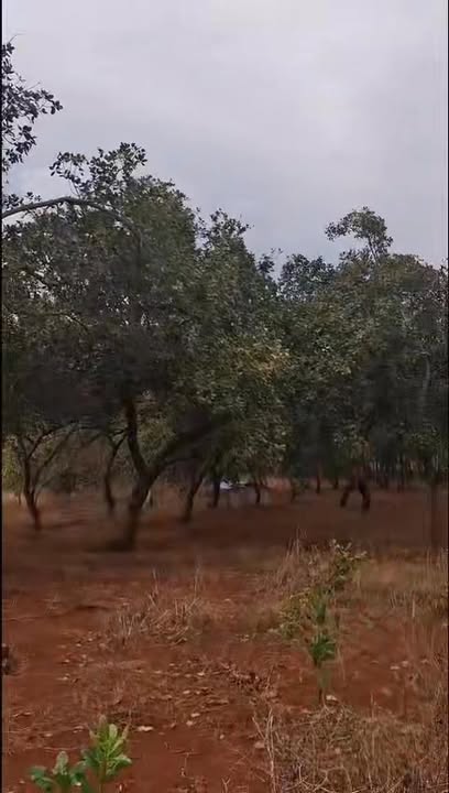 Đất nền 2.6ha tại Thị trấn Tân Phú, Huyện Đồng Phú - Giá 26 tỷ, Mặt tiền 150m