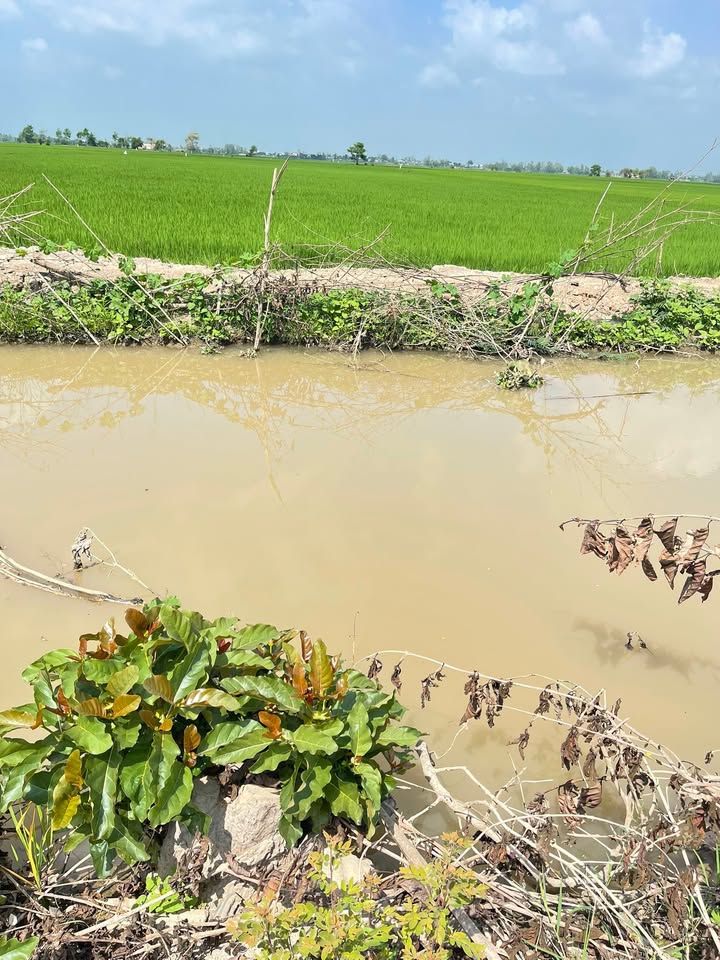 Đất nông nghiệp 45.000m² tại Phường An Bình B, Hồng Ngự - Giá chỉ 6 tỷ!