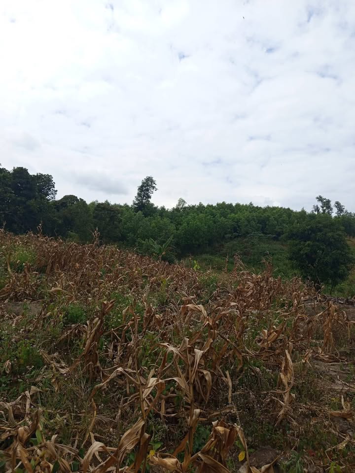 Đất nông nghiệp tại xã Ea Sô, huyện Ea Kar, 25.000m² chỉ 850 triệu - Cơ hội đầu tư lý tưởng!