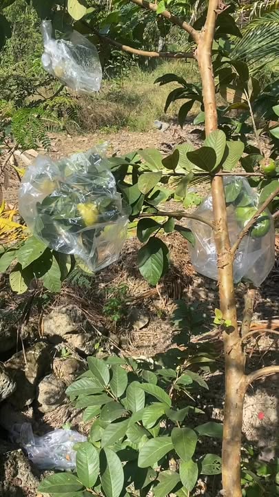 Đất thổ cư Ninh Hòa 900m² giá 3.65 tỷ - Tiềm năng đầu tư cao!