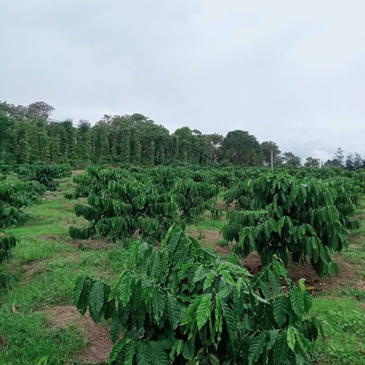 Farm đất Hòa Tân Tây 3240m² giá 2.52 tỷ - Đầu tư sinh lời!