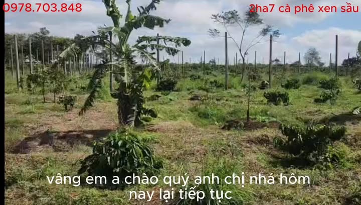 Farm 20,000m² tại Làng Pan, Chư Sê giá 2 tỷ - Đầu tư sinh lời ngay!