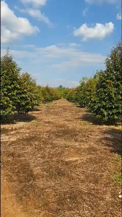 Đất nền 1,6ha Phú Nghĩa, Bù Gia Mập giá 1,2 tỷ - Đầu tư sinh lời ngay!