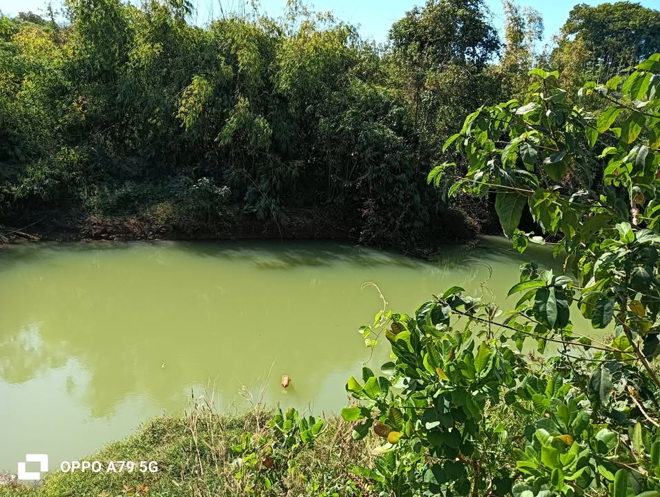 Đất nông nghiệp 4,1ha tại Bom Bo, Bù Đăng giá 6,045 tỷ - Đường xe hơi vào tận nơi!