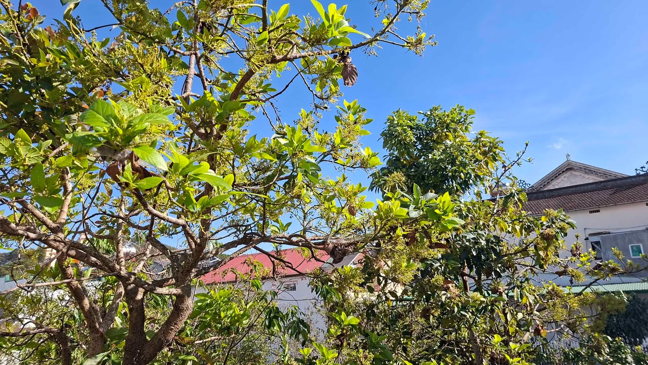 Đất thổ cư phường 11 Đà Lạt 111m² giá 3.5 tỷ - Sổ đỏ chính chủ