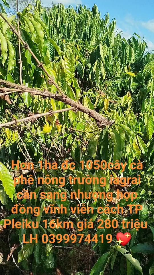 Farm 1ha tại Nông trường Ia Grai - Đất đỏ Bazan, Giá 280 triệu - Sang nhượng hợp đồng vĩnh viễn!