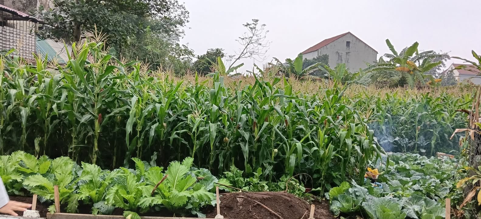 Đất thổ cư 160m² tại Thị trấn Lâm Thao - Giá chỉ 900 triệu - Sẵn sàng xây dựng!