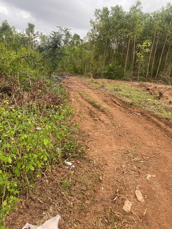 Đất nông nghiệp 4 sào tại Bình Hòa, Bình Sơn - Giá 240 triệu - Cơ hội đầu tư tuyệt vời!