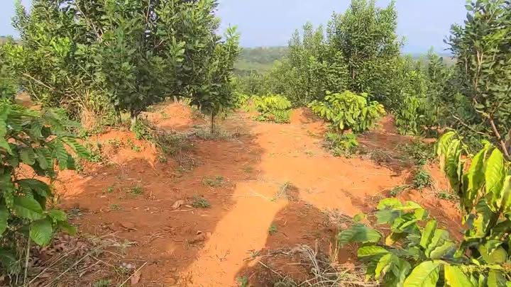 Farm Đắk Búk So 1,8ha giá 2,1 tỷ - Đầu tư sinh lời bền vững!