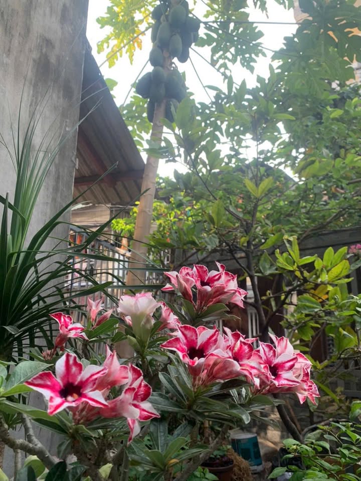 Kho bán tại Bình Tân, TP.HCM 105m² giá 4.75 tỷ - Đường nhựa 7m, sẵn dòng tiền!