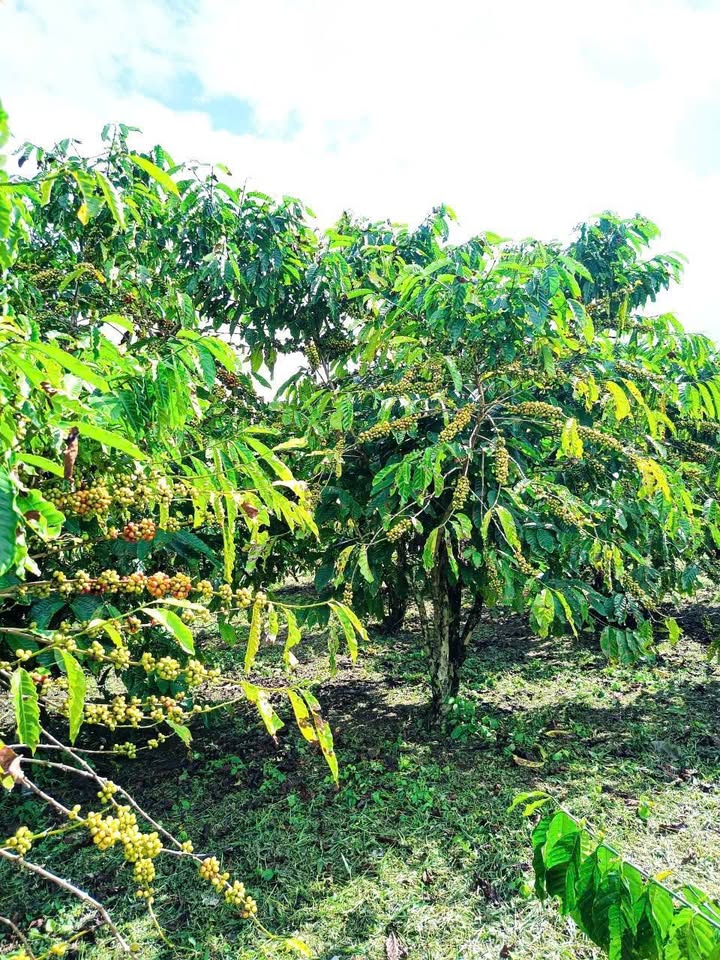 Đất nền 7000m² tại Lộc Nam, Bảo Lâm - Giá chỉ 4.05 tỷ, có tiềm năng đầu tư tốt!