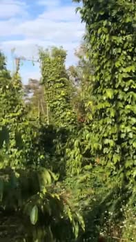 Đất Farm 5.5 Sào tại Xã Ea Tiêu, Huyện Cư Kuin - Giá chỉ 1.65 tỷ