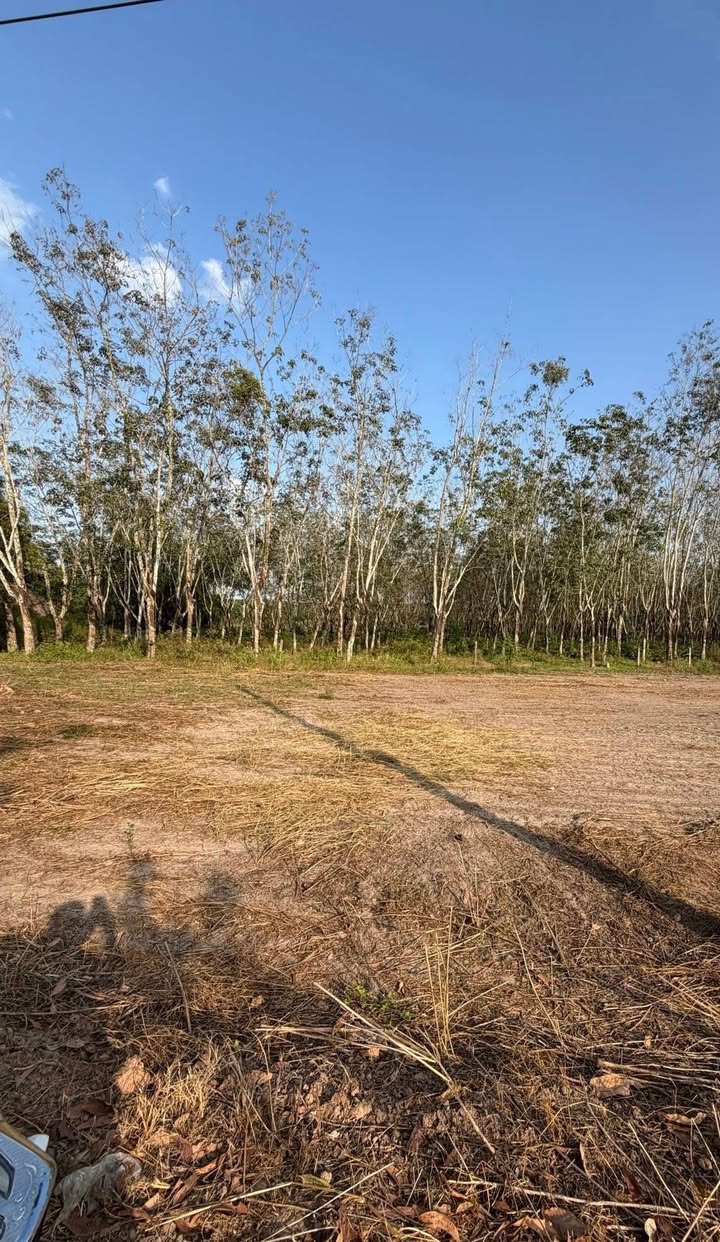 Đất nền Phước Sang, Phú Giáo 210m² giá 550 triệu - Đầu tư sinh lời ngay!