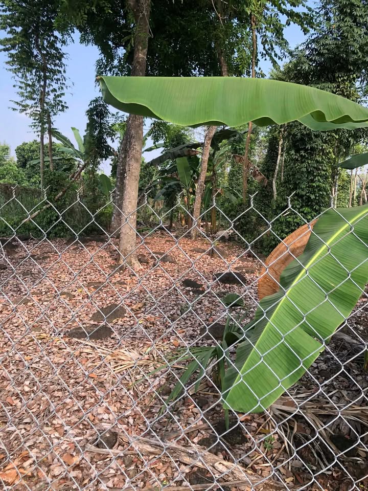 Đất thổ cư 1000m² tại Ấp 1, Xã Tân An, Đồng Nai - Giá 130 triệu, cần bán gấp!