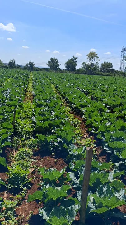 Đất nền 3 sào tại đường nhựa Tân Hà, Bình Thuận - Giá chỉ 1.8 tỷ!