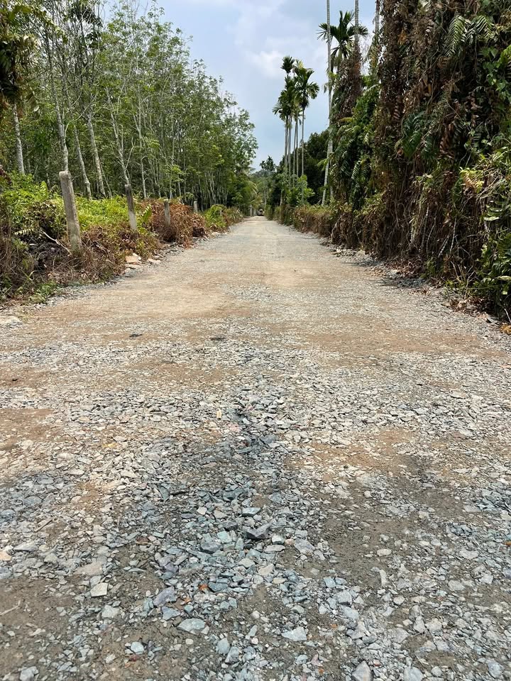 Đất nền Bến Củi, Dương Minh Châu 125m² giá 290 triệu - Sổ hồng chính chủ!