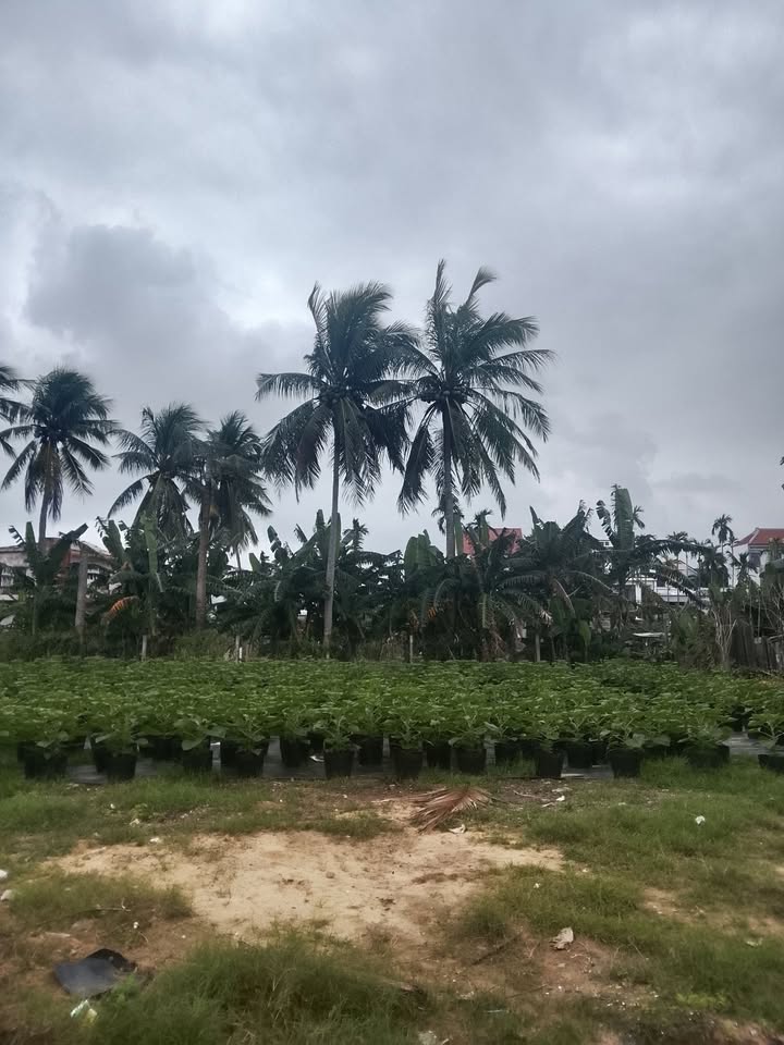 Đất nền view sông Cẩm Thanh Hội An 300m² - Tiềm năng đầu tư lớn!