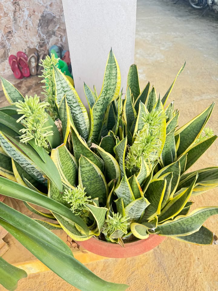 Đất nền 360m² tại Phường Lộc Phát, Bảo Lộc - Chính chủ, giá thỏa thuận!