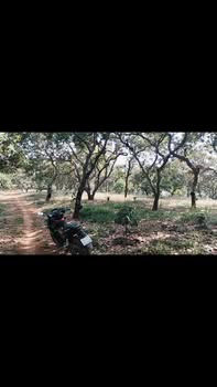 Đất vườn điều 23.000m² tại xã Bom Bo, Bù Đăng - Giá chỉ 3 tỷ!