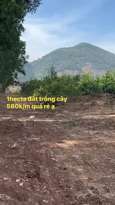 Đất trồng cây 1ha tại Thôn Sơn Phước, Đà Nẵng - Giá chỉ 5.8 tỷ!