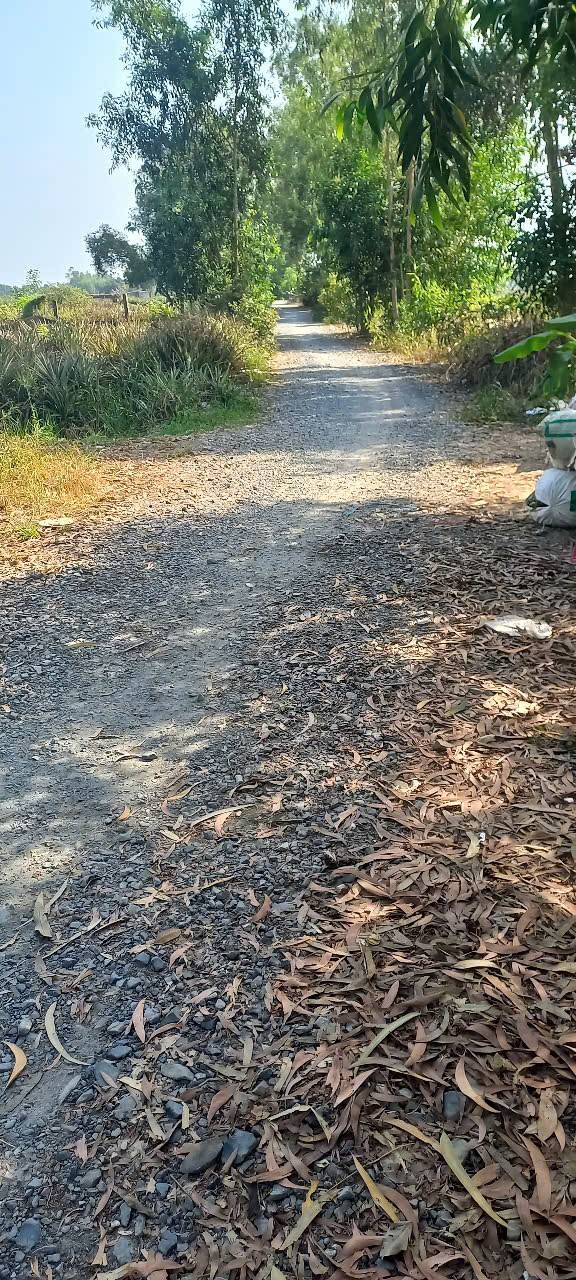 Đất nền đầu tư 16.000m² tại Khu phố 5, Thị trấn Mỹ Phước - Giá chỉ 2.56 tỷ!