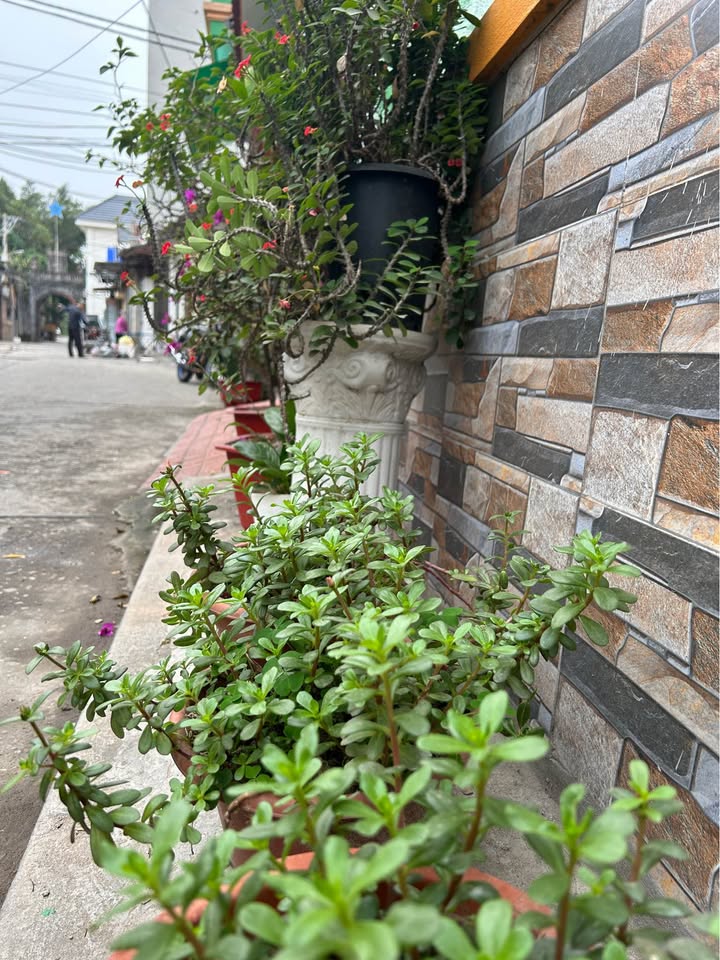 Nhà 4 tầng đầu phố Ninh Hiệp 50m² giá 10 tỷ - Thiết kế hiện đại, view hồ thoáng mát!