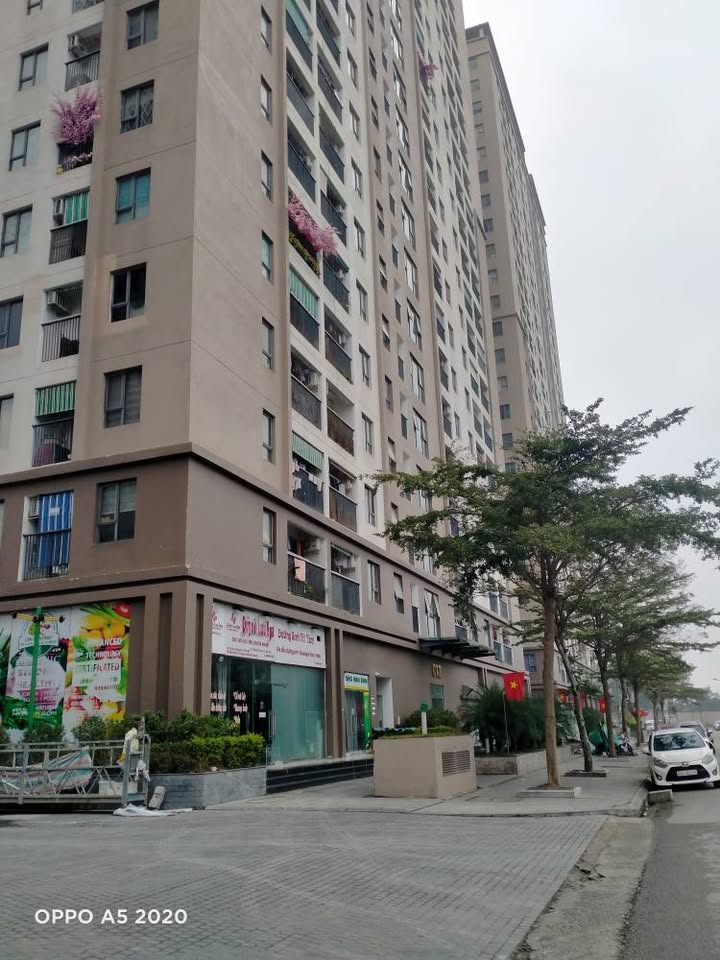 Đất Biệt Thự Phường Đông Hải 187,5m² giá chỉ 3x tỷ - Chính chủ cần bán gấp!