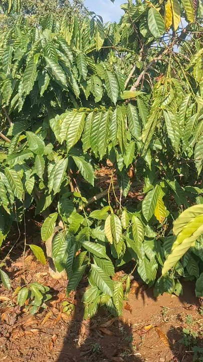 Mảnh vườn 720m² tại xã Buôn Choah, huyện Krông Nô - Giá chỉ 750 triệu, bớt lộc cho người mua!