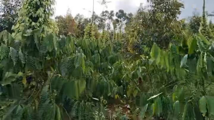 Lô rẫy 1ha1 tại Đắk Sắk, giá 3.2 tỷ - Đầu tư lý tưởng!