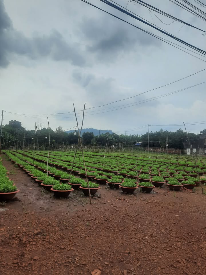 Đất nền 125m² tại Xã Gia Kiệm, Huyện Thống Nhất giá 450 triệu - Sổ đỏ riêng, thương lượng thoải mái!