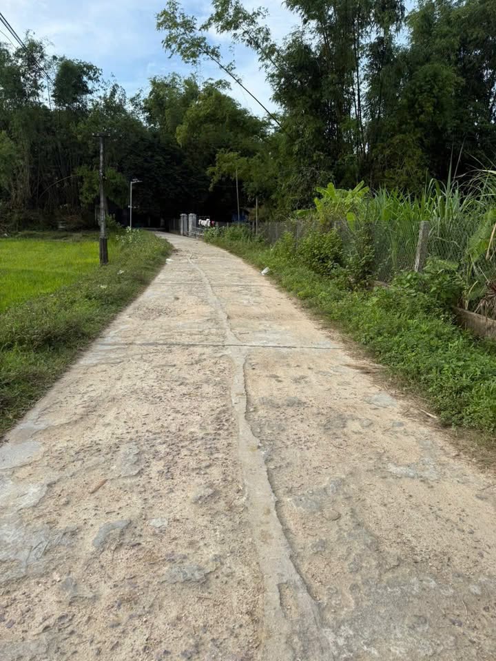 Đất nông nghiệp 1000m² xã Cát Tân, huyện Phù Cát chỉ 89 triệu - Cơ hội đầu tư hấp dẫn!