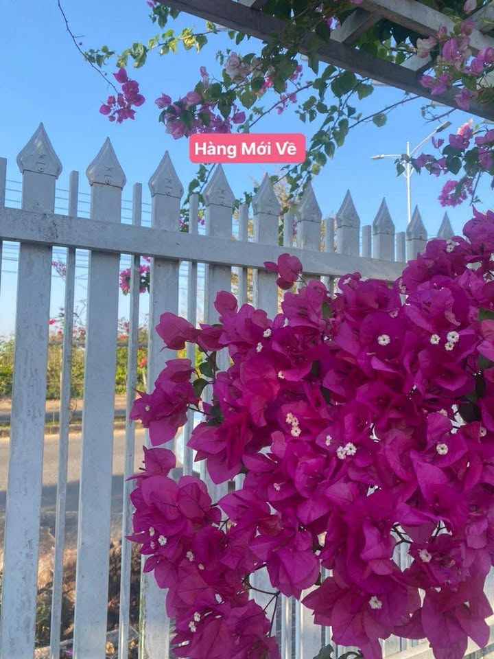 Đất nền đường Lê Thị Hồng Gấm, 150m² - Vị trí đẹp, pháp lý đầy đủ!