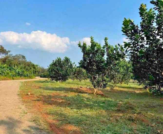 Đất vườn bưởi sen Kẻ Sầu Quận Phú Nhuận 1000m² giá 350 triệu - Sẵn hệ thống tưới tiêu