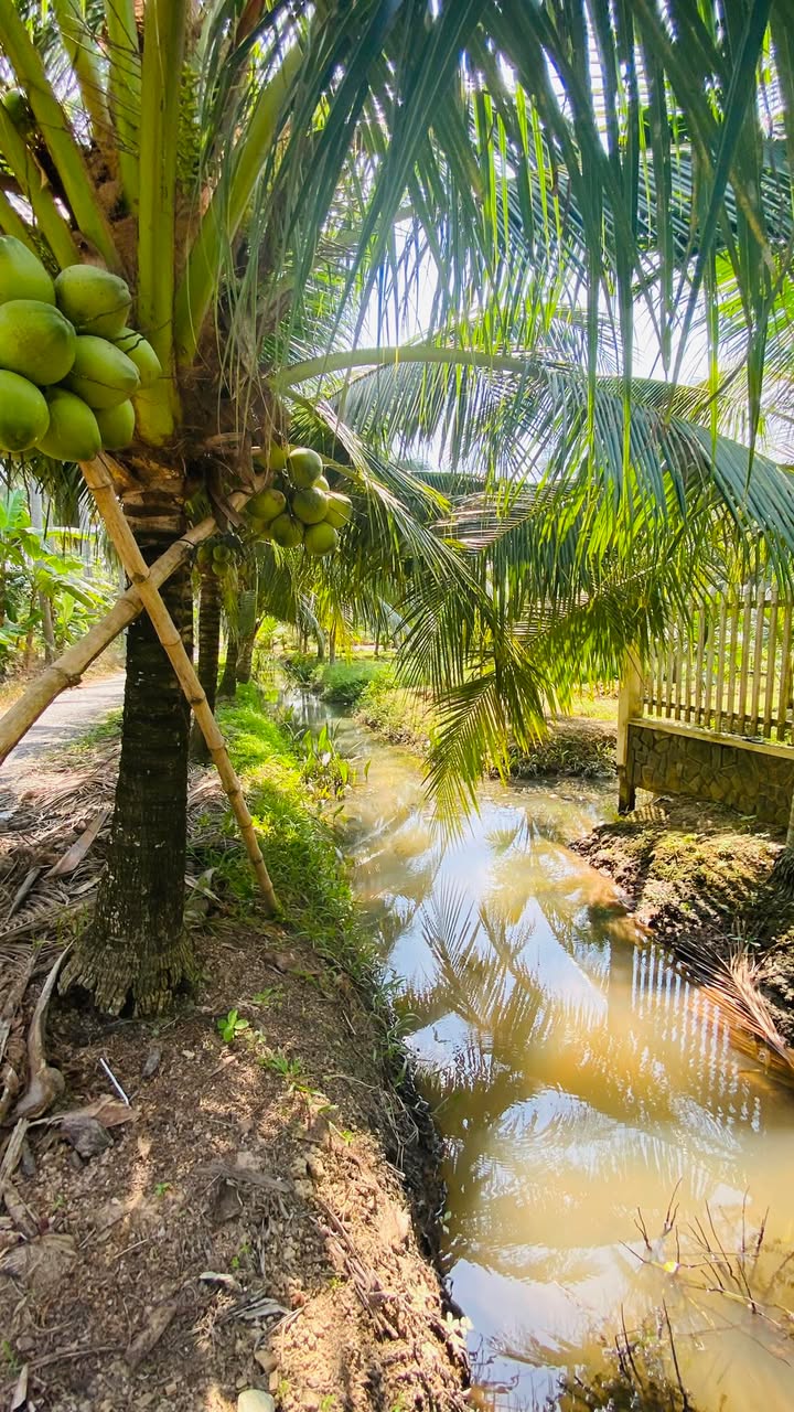 Đất Farm Giao Long Châu Thành 11,565m² giá 11,5 tỷ - Đầu tư sinh lời ngay!