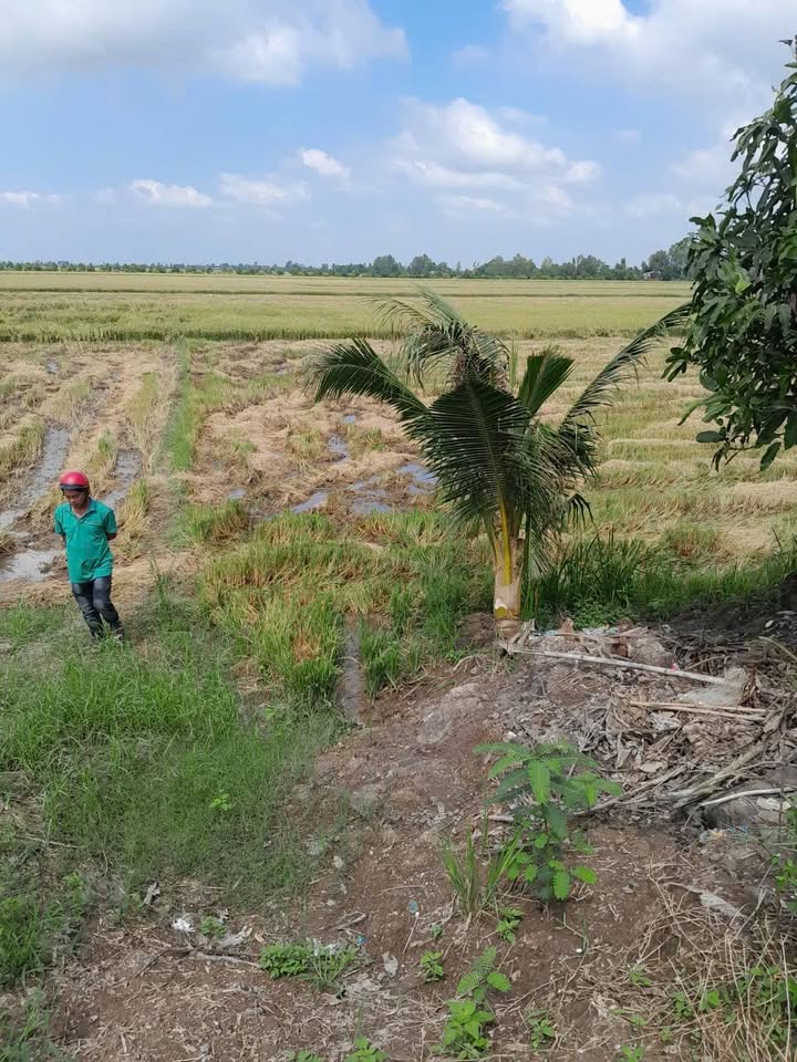 Đất vườn 6000m² xã Tây Phú, Thoại Sơn - Giá chỉ 720 triệu - Đầu tư sinh lời!